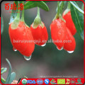 Goji wolfberry semi di goji dove trovarli where to buy goji berries locally